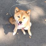 電解水　次亜塩素酸水 ペットショップ/保護団体/犬猫トリミングサロン