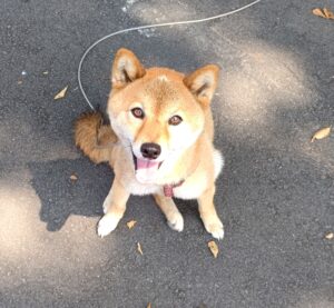 電解水　次亜塩素酸水 ペットショップ/保護団体/犬猫トリミングサロン